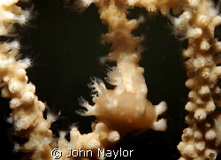 nudibranch on fan coral. gills open when coral polyps open. by John Naylor 